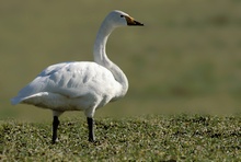 Singschwan (Cygnus cygnus)