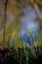 Einer und viele gleich Frühling!