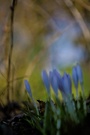 Einer und viele gleich Frühling!