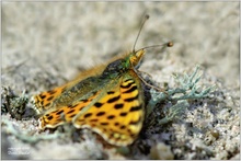 Kleiner Perlmutterfalter (Issoria lathonia)