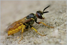 Bienenwolf – Philanthus triangulum