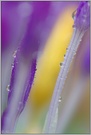 ~ kleine Perlen ~   *Crocus sativus*