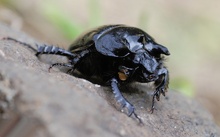 Stierkäfer