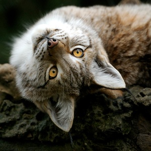 Luchs steht Kopf