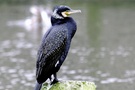 Kormoran im Prachtkleid