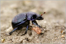 Mistkäfer   (Geotrupes stercorarius)