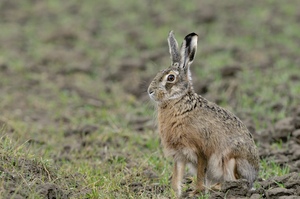 Nur ein Feldhase....