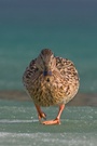 "Eis" Ente