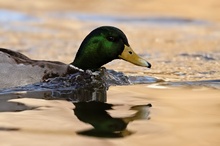 vorbeischwimmender Erpel (Anas platyrhynchos)