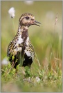 ~ He is watching you ~    *Goldregenpfeifer (Pluvialis apricaria)*