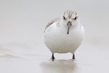 Sanderling im Nebel (für Lukas Thiess)