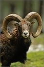 Muffelwild ( Ovis ammon musimon ) Widder