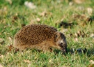 Hungriger Igel