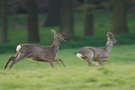 Flüchtende Rehe