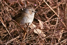 Heckenbraunelle (Prunella modularis)