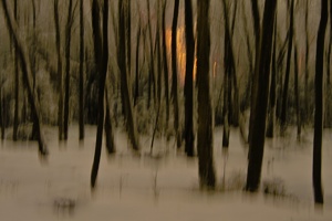 Licht im dunklen Wald