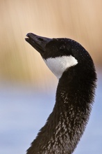 Kanadagans (Branta canadensis)