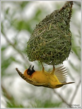 African Masked-weaver (Ploceus velatus)