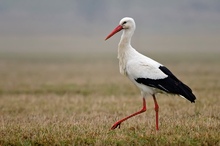 Weißstorch