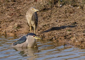 Das Bad des Nachtreihers ...(Nycticorax Nycticorax)