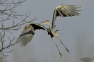 Graureiher (Ardea cinerea)