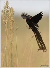 Hahnenschweifwida (Euplectes progne delamerei)