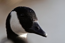Gegenlichtportrait einer Kanadagans (Branta canadensis)