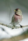 Birkenzeisig ( (Carduelis flammea)