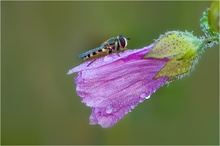 nach dem Regen