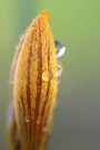 Krokus