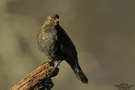 Amsel (Turdus merula)