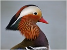 Mandarinentenerpelportrait