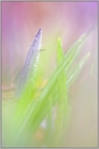 ~ frisch geboren ~ * Crocus vernus*