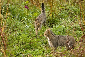 Zwei junge Wildkatzen beim Spielen