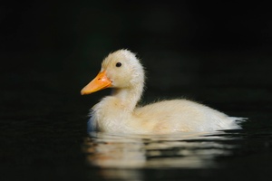 Stockente + ?