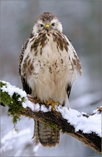 Mäusebussard (Buteo buteo)