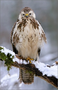 Mäusebussard (Buteo buteo)