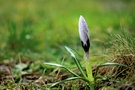 Krokus