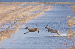 Capreolus capreolus Capreolus capreolus