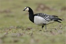 ~Branta leucopsis~