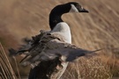 Kanadagans (Branta canadensis) nach dem Bad