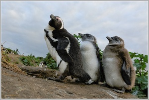 Brillenpinguin (Spheniscus demersus)