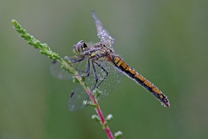 Schwarze Heidelibelle
