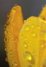 Krokusdetail