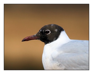 Porträt einer Möwe