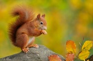 Red Squirrel