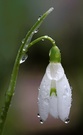 Schneeglöckchen