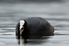 Blässralle (Fulica atra)