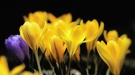 Impression Frühling