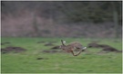 Highspeed-Hase